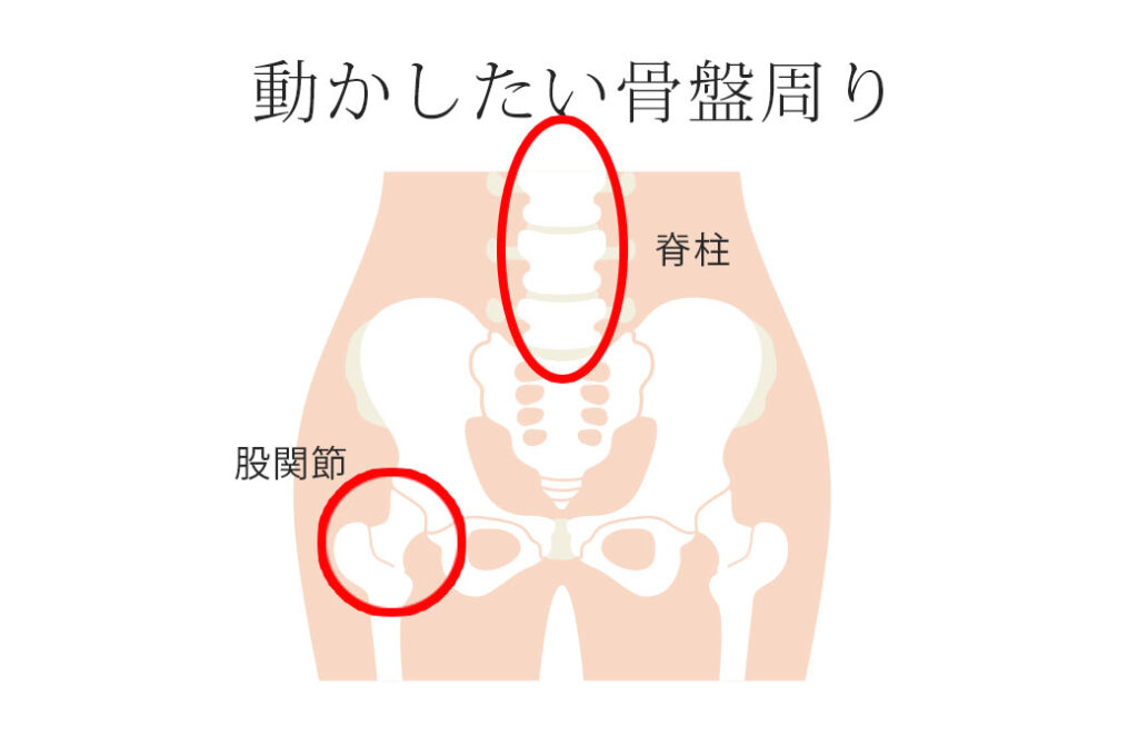 動かしたい骨盤周りの部位