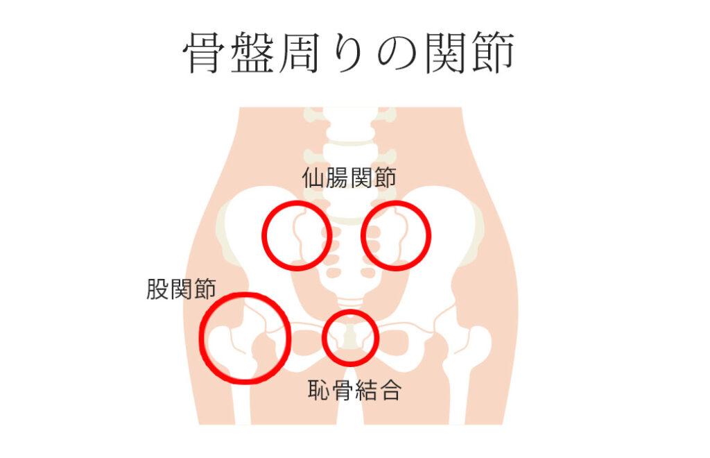 骨盤周りの関節